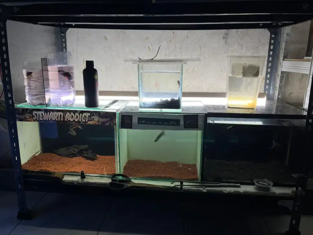 jual semua aquarium+ikan nya asiatica hf