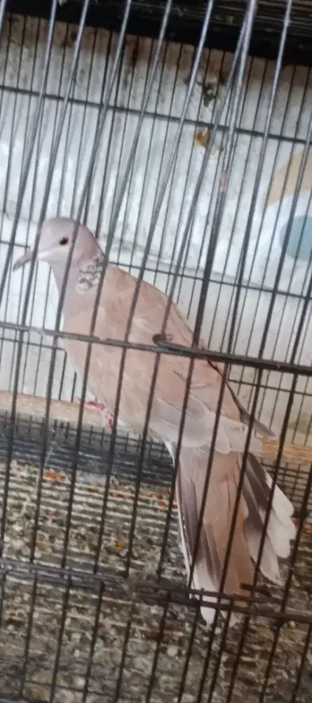 Cuhu betina siapan Silangan derkuku Leopart x puter putih