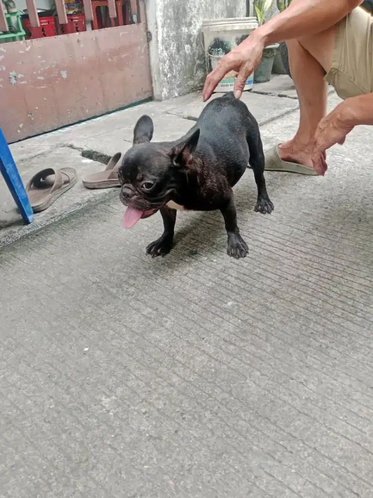 Anjing di jual fracbuldog  BTN umur 1 th stb vak