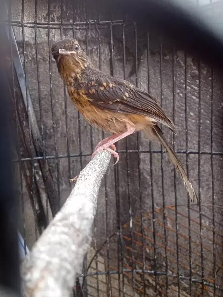 Burung Murai Trotolan