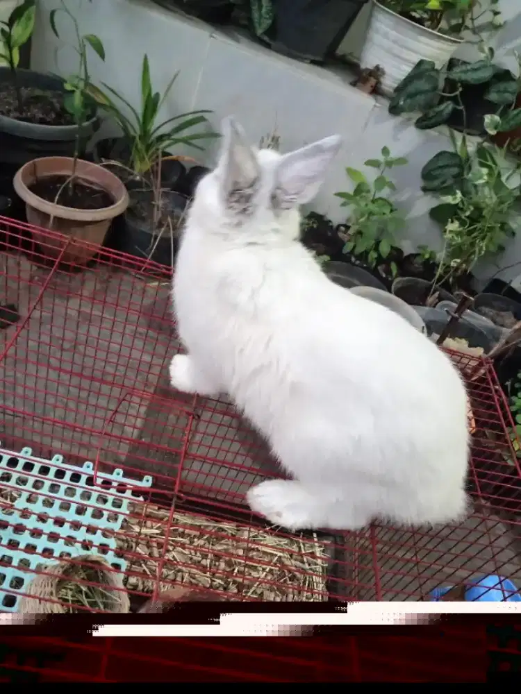 Kelinci Netherland Dwarf