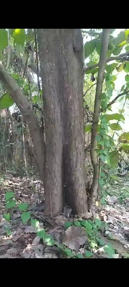 KAYU JATI ( POHON JATI ) DIJUAL - KLATEN - JAWA TENGAH