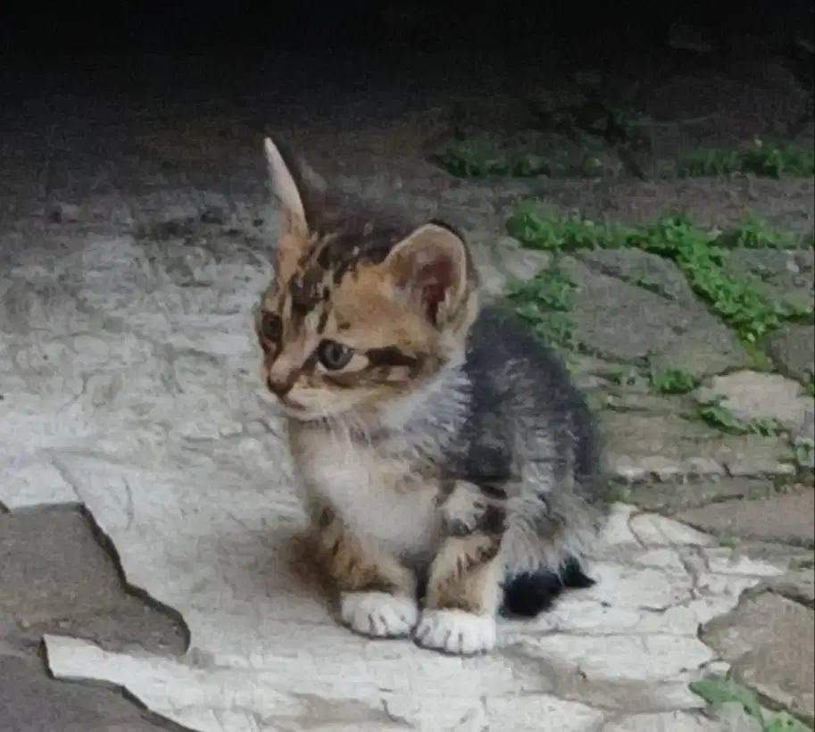 Gratis adop kitten lucu