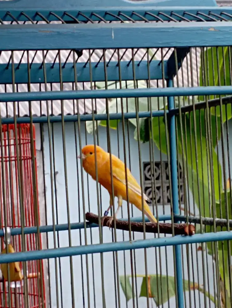 Burung kenari AF Gacor dor volume kencang