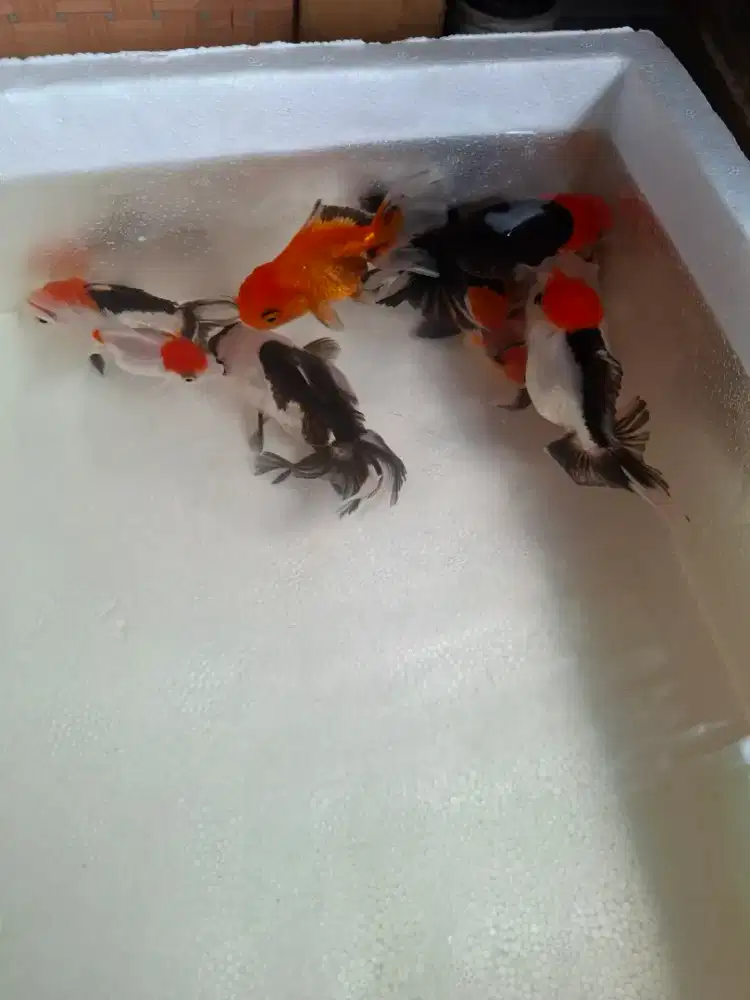 Ikan mas koki panda