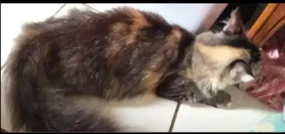 JUAL CEPAT KUCING INI [BACA DESKRIPSI]