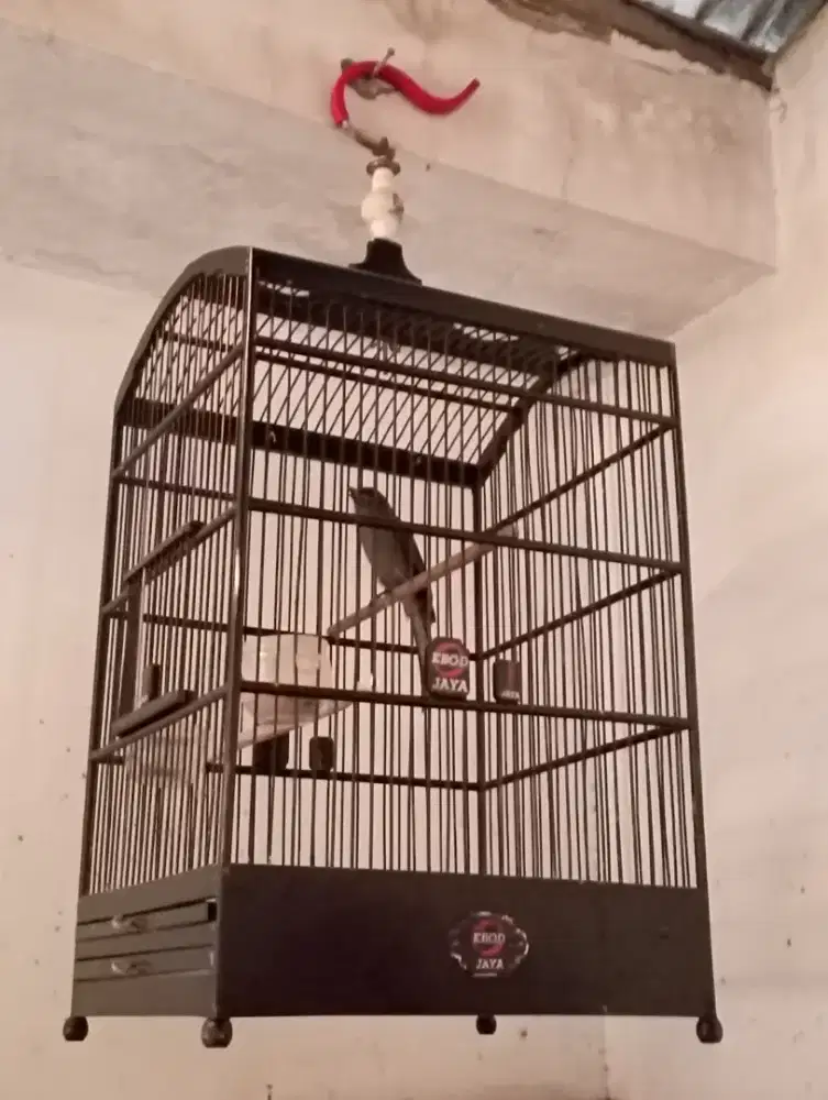 Burung Srigunting abu Gacor  masteran kacer dll