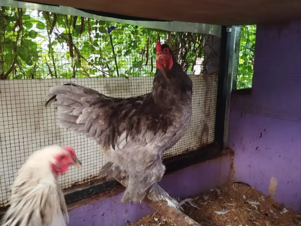 Ayam Brahma Jantan Gemoy