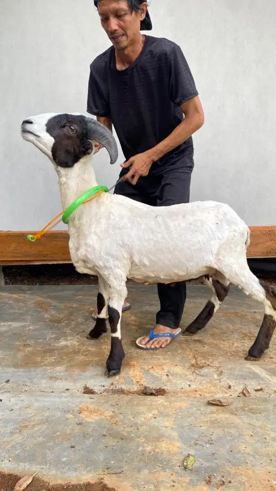 Domba jantan untuk aqiqah