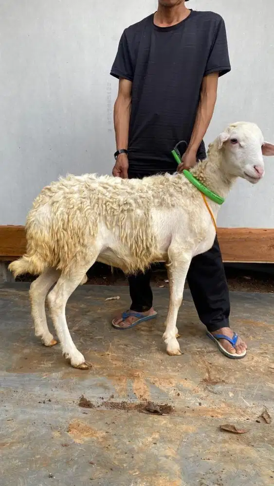 Domba jantan untuk aqiqah