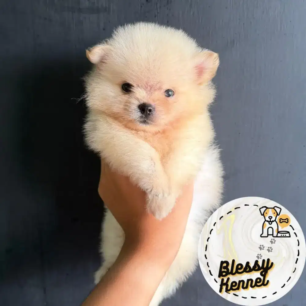 Anjing Minipom / Mini Pomeranian