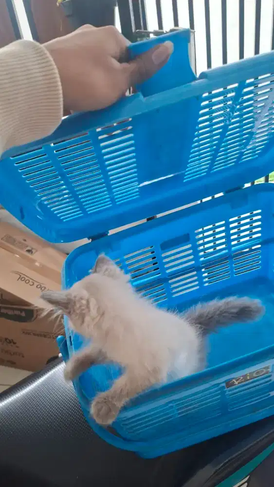 KUCING HIMALAYA
