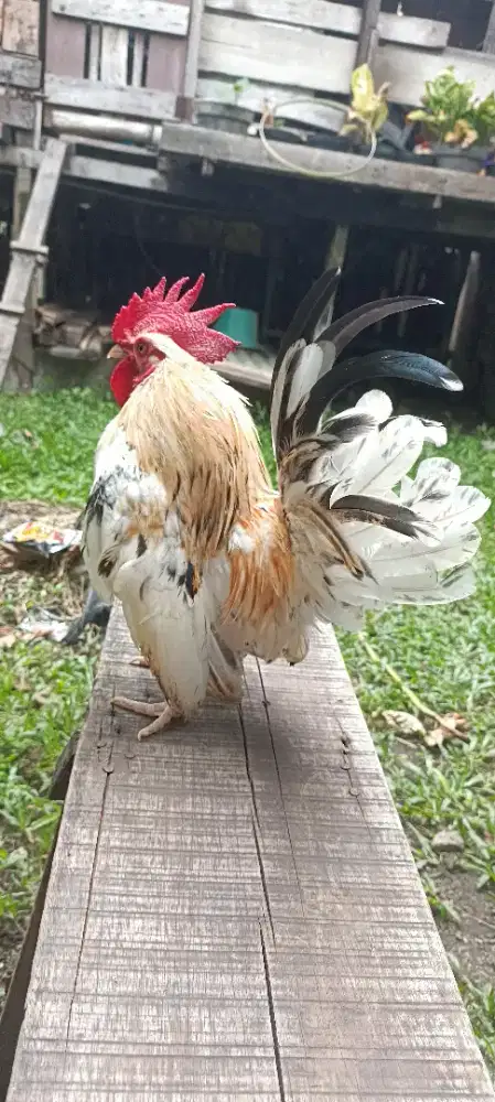 Ayam Kate hias jantan