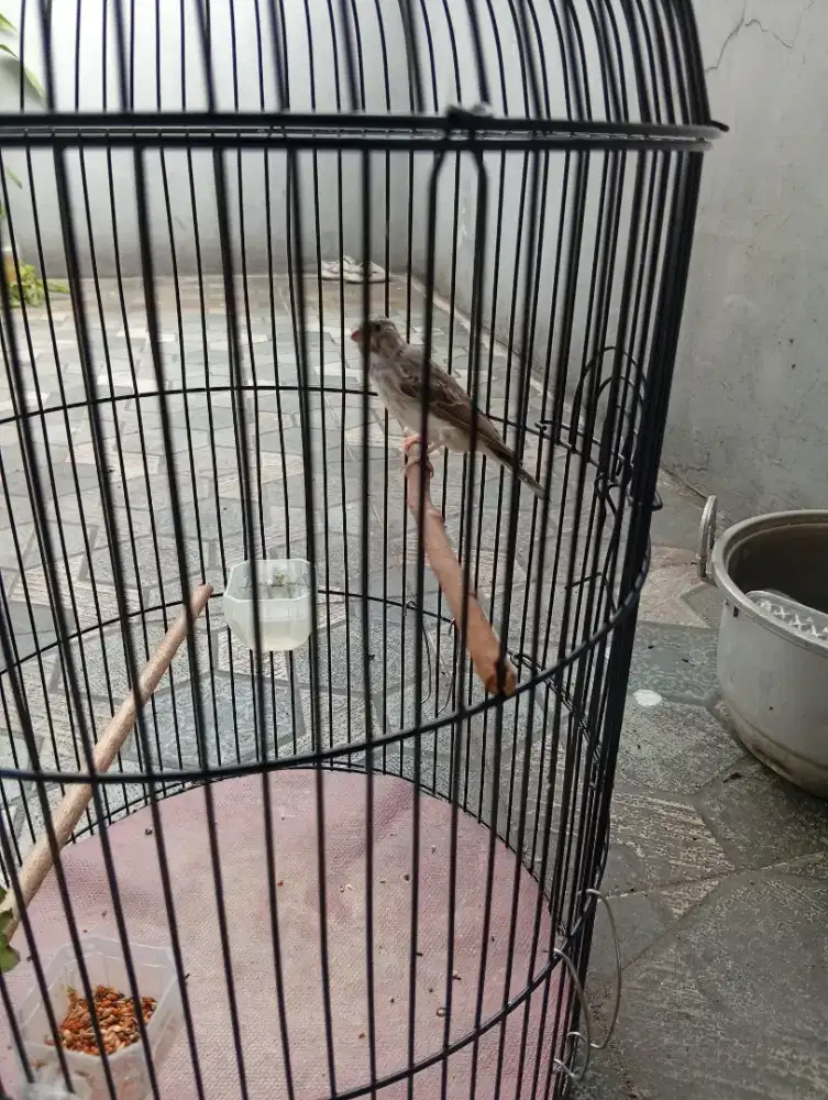 Burung sanger Remaja