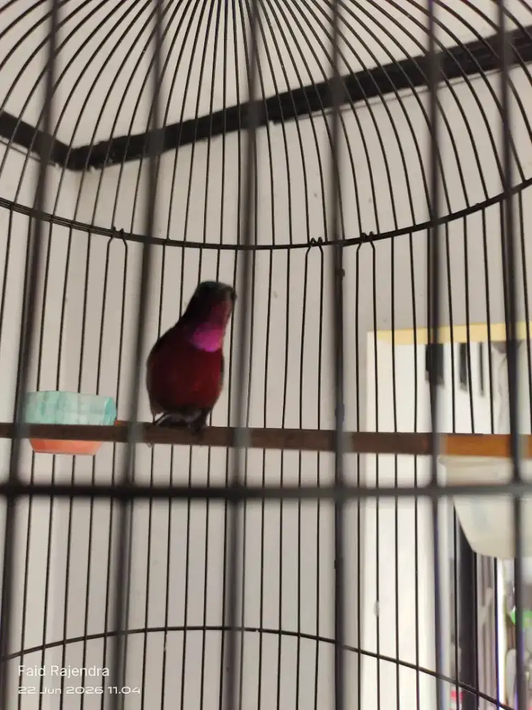 Kolibri ninja bocor