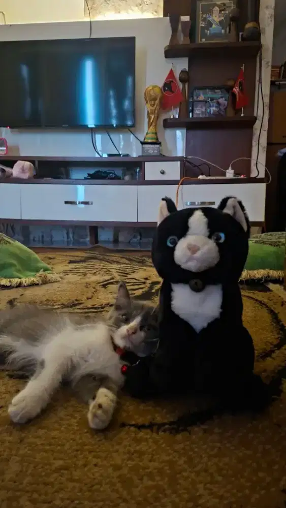 Kucing Persia sehat