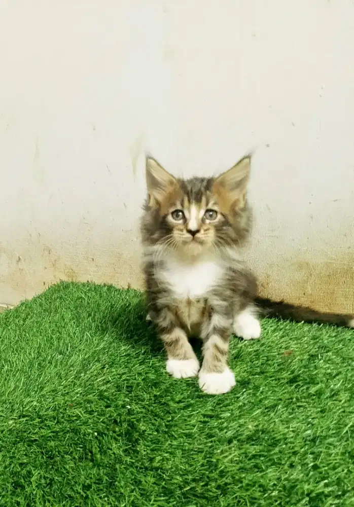 Kucing Kitten MaineCoon Jantan Pure No mix. Garansi.