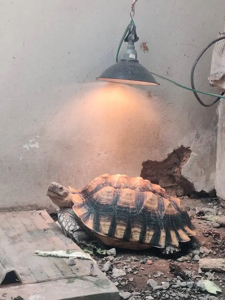 Sulcata Betina 40cm up