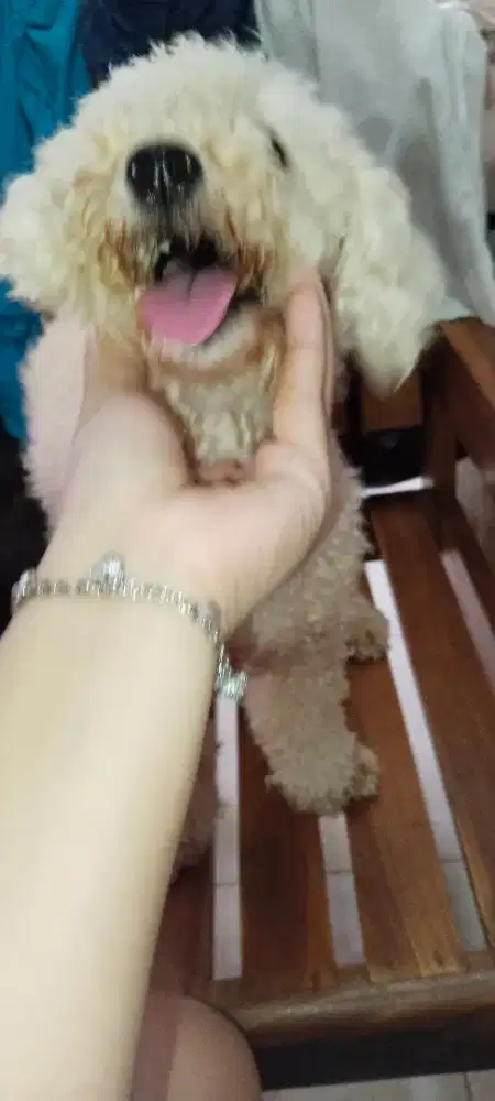 Jual CepatPoodle Stambum Cewe