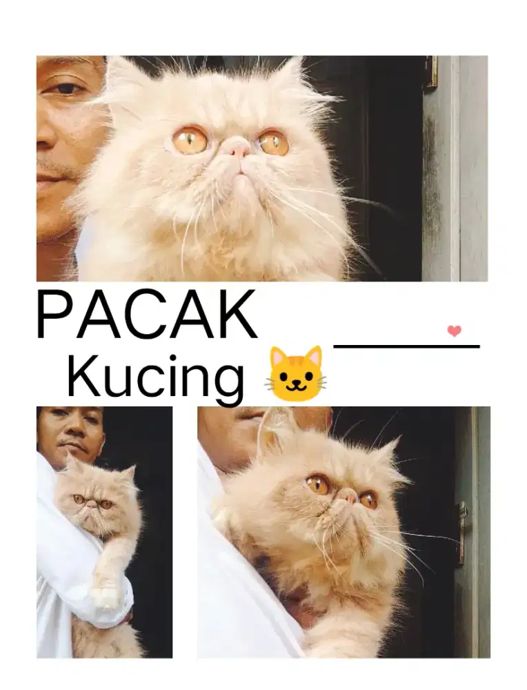 Pacak kucing Persia peaknose
