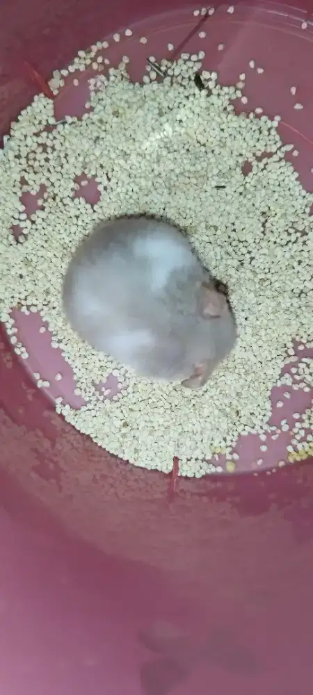 HAMSTER SYRIAN warna bagus