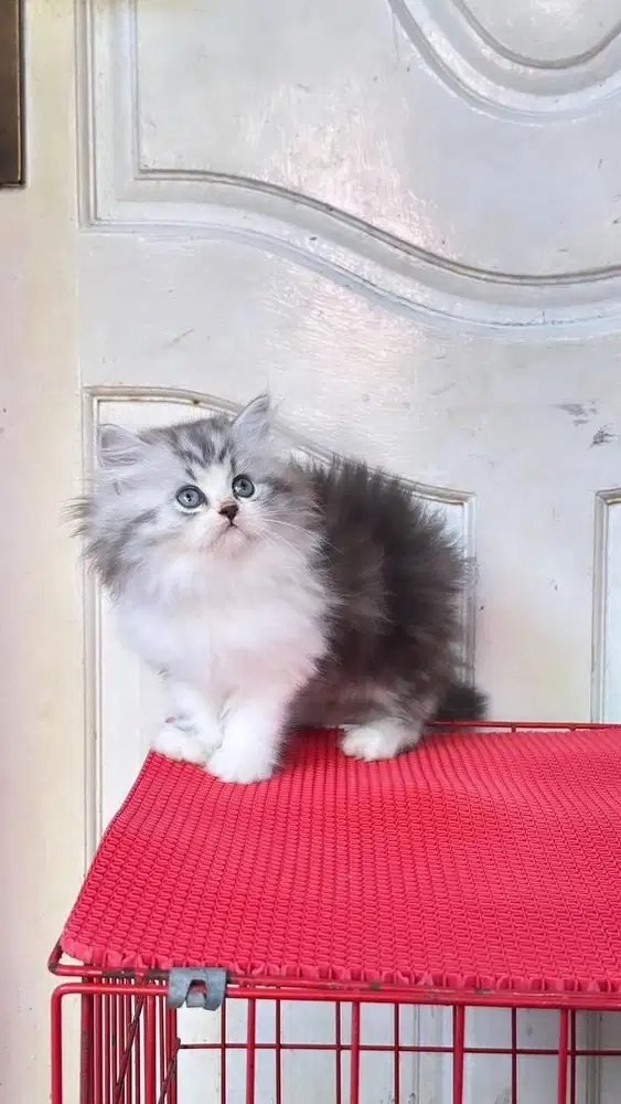 Kitten persia nurwegian forest