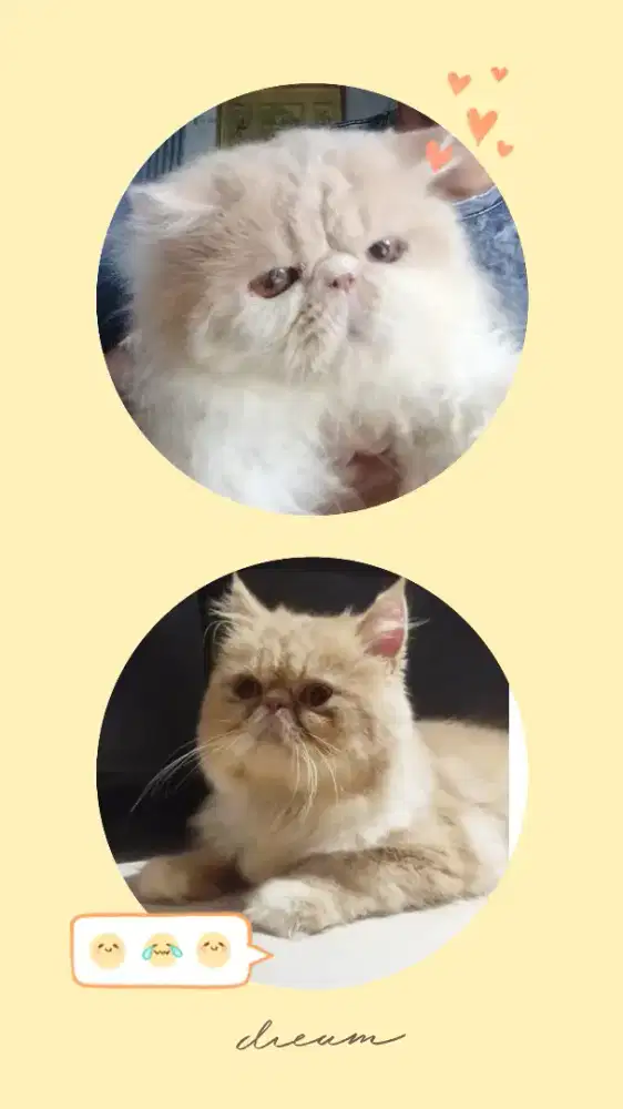 Pacak kucing persia