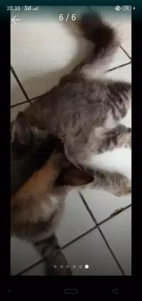 KUCING PERSIA NIH KUCING ANAKNYA CANTIK.