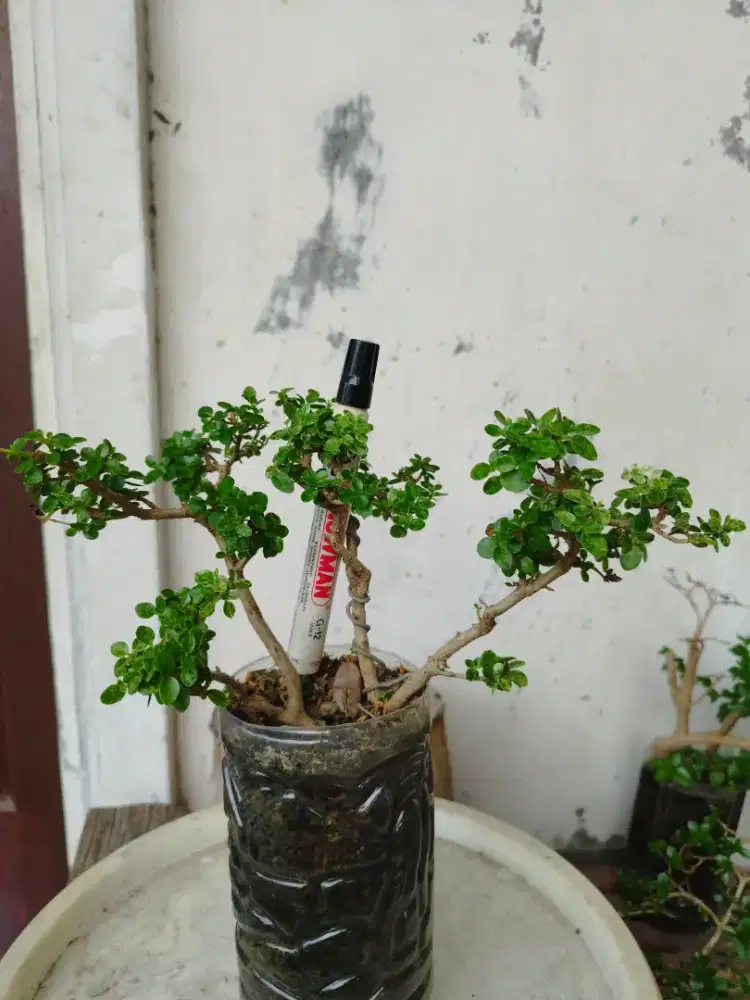 Bonsai Sancang Varigata