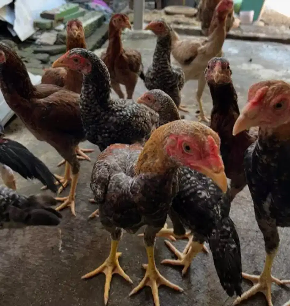 10 ekor Ayam kampung usia 4 bulan keatas