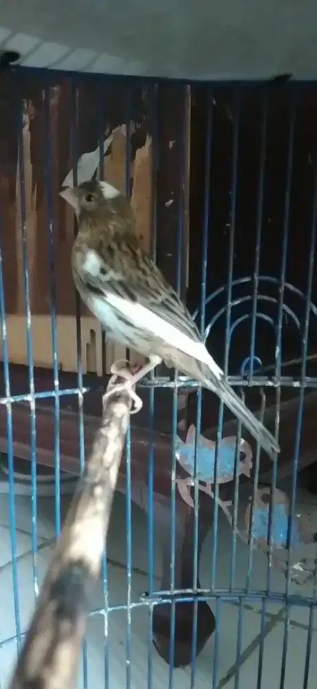 Burung kenari jantan