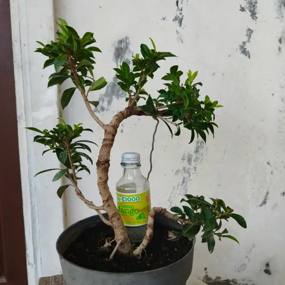 Bonsai Beringin Elegant