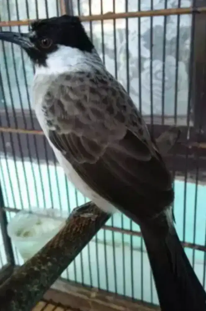 Burung kutilang