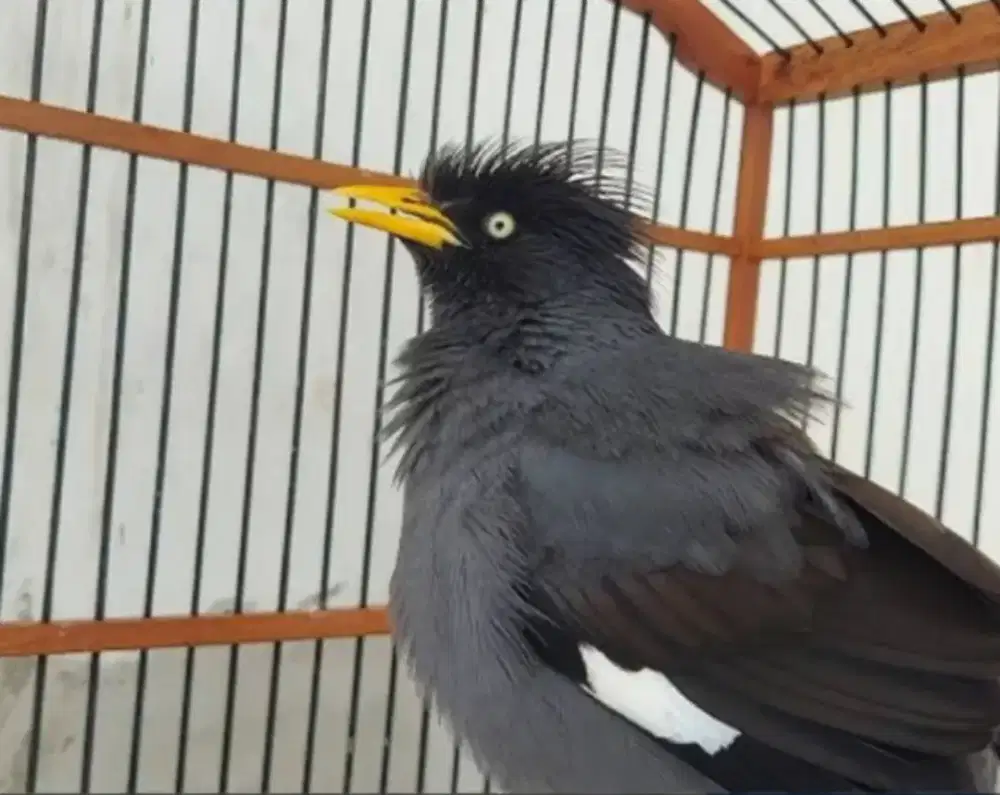Burung jalak kebo gacor