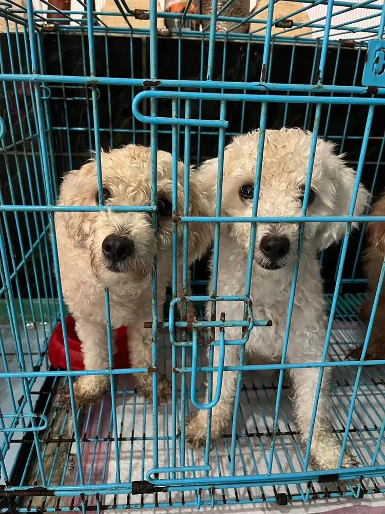anjing poodle umur 1 tahun