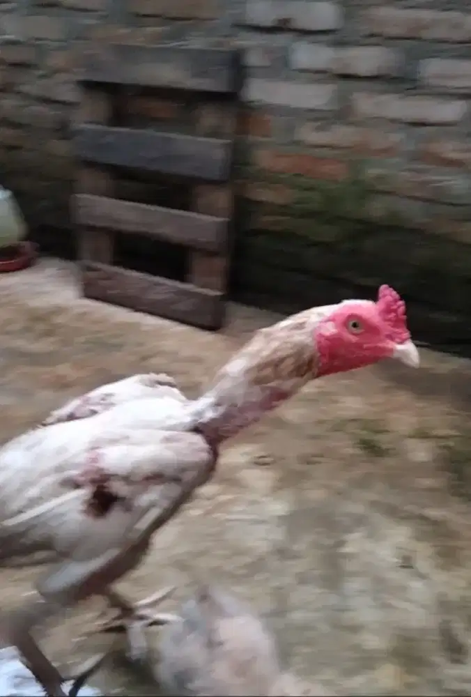 Ayam putih plucker
