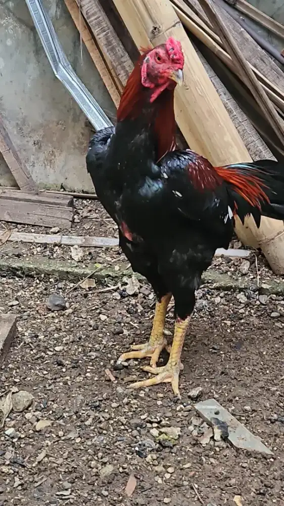 Dijual borongan 3 pasang ayam jenis bangkok, Rp 1.350.000