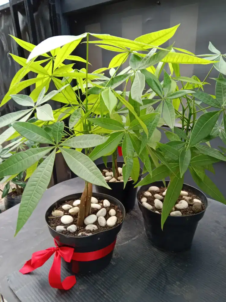 Di jual pohon pachira aquatica