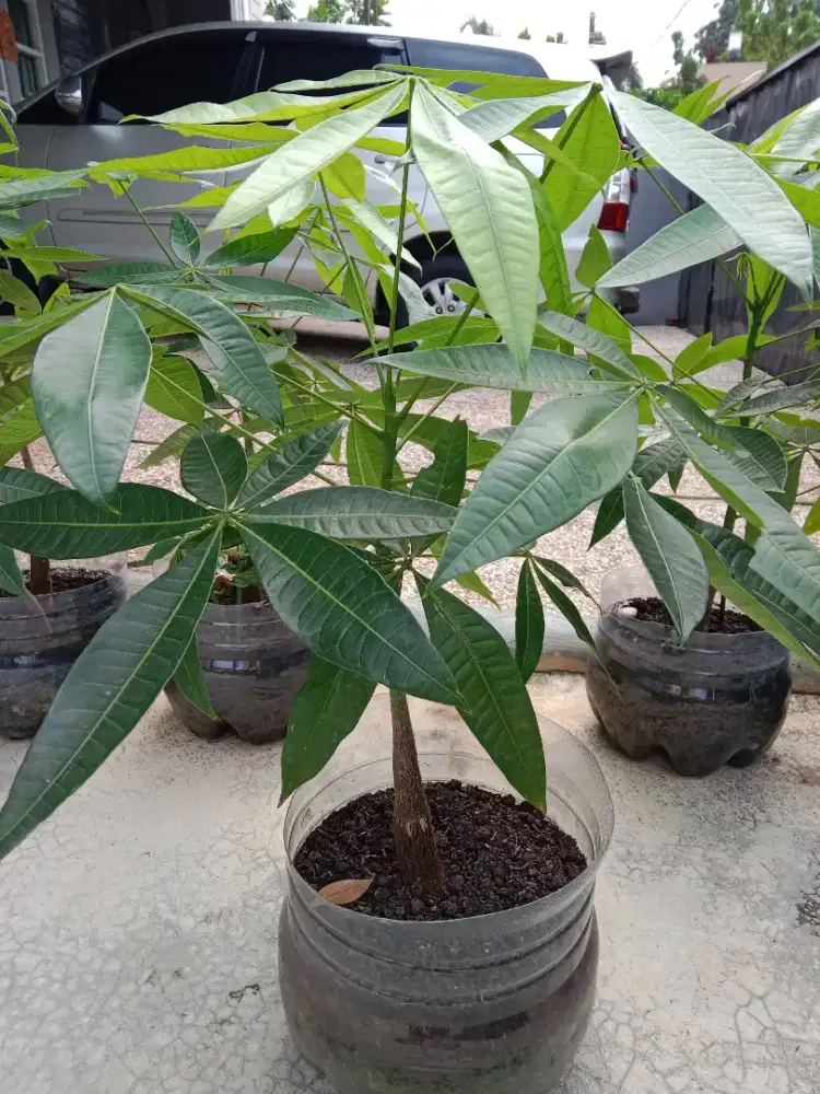 Di jual pohon pachira