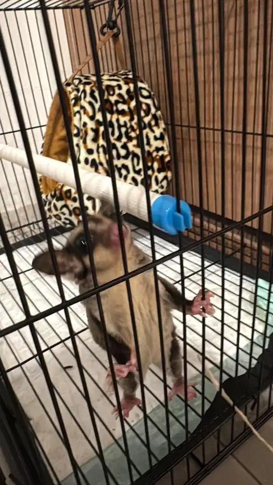 Sugar glider - Male - Classic Grey 8 bulan
