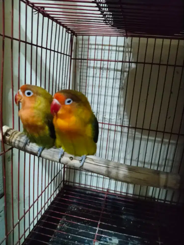 #LB (Lovbird) sepasang#