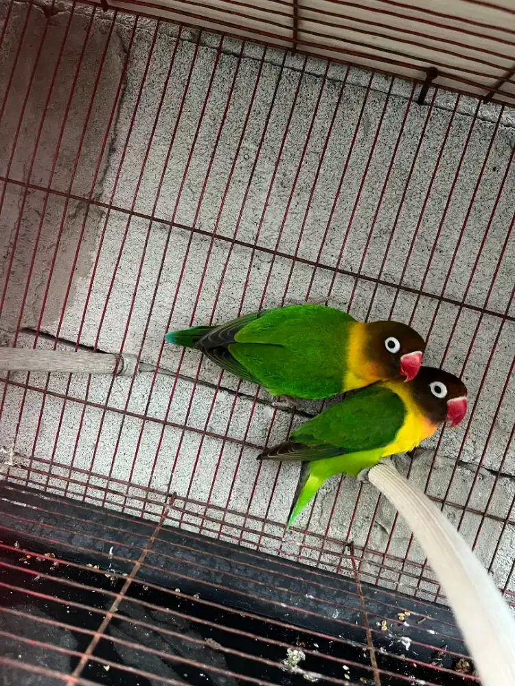 Lovebird lb burja