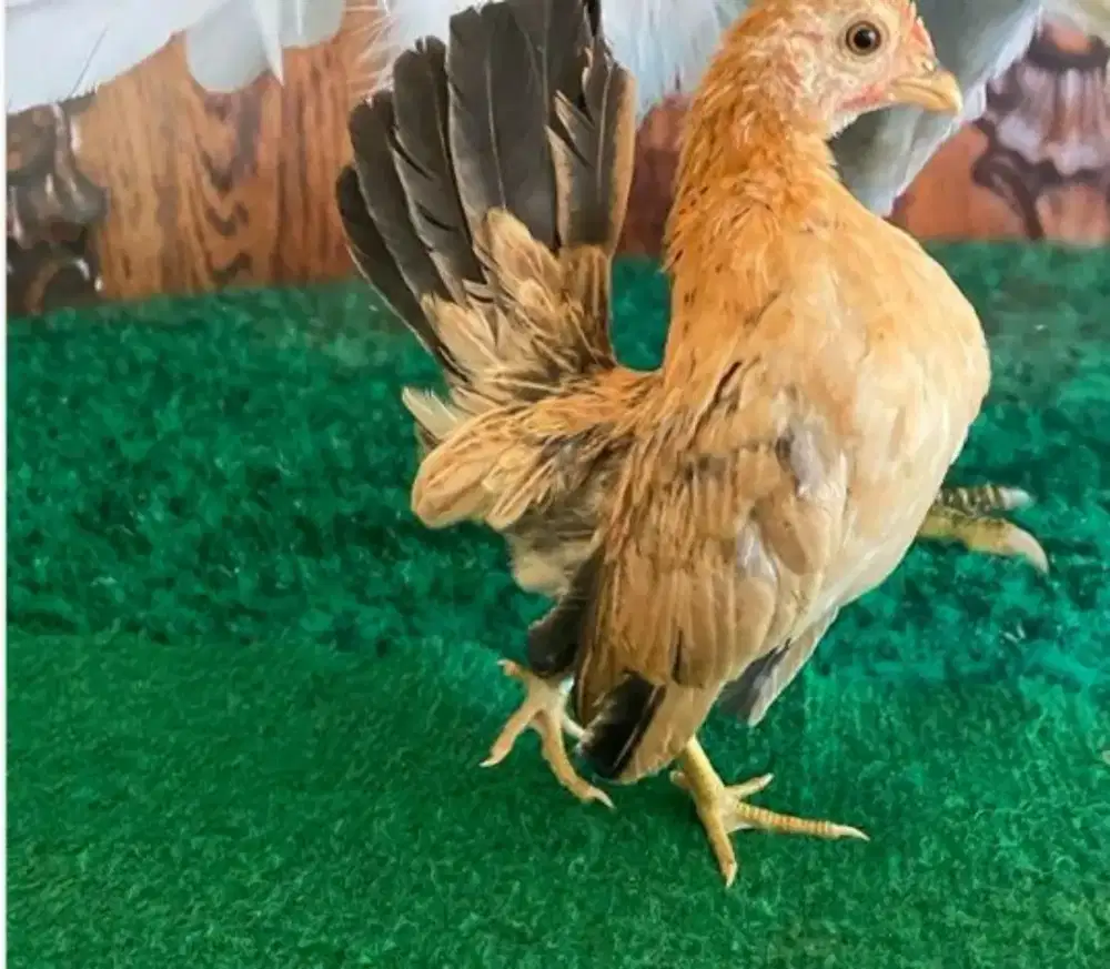 Jual Anakan Ayam Kate Serama