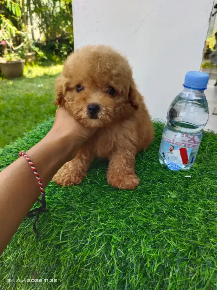 Tiny poodle Jantan kaki pendek