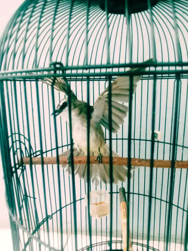 burung trucukan gacor