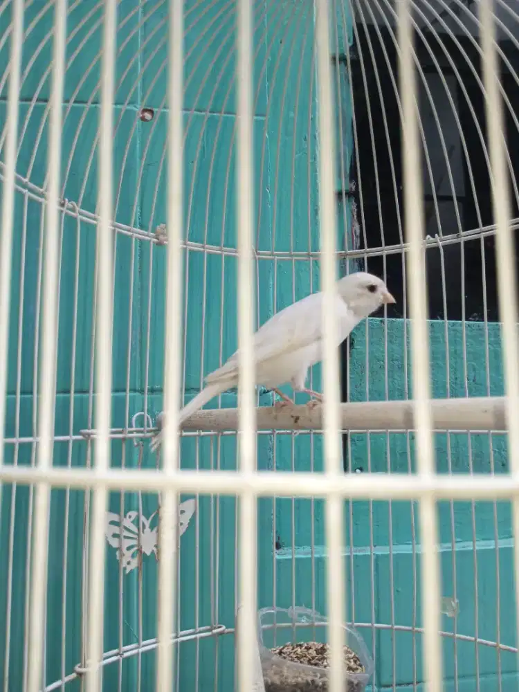burung kenari masih kecil bunyi masih dikit tapi sering bunyi