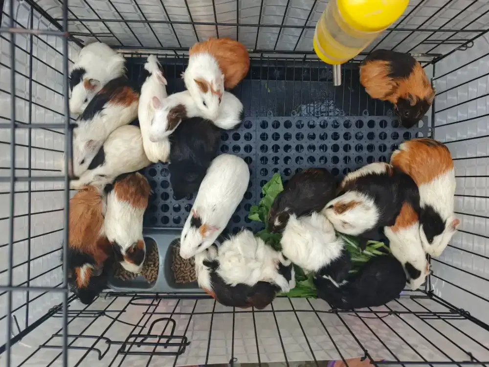 Marmut Lucu Imut Siap diadobsi– Sehat & Aktif