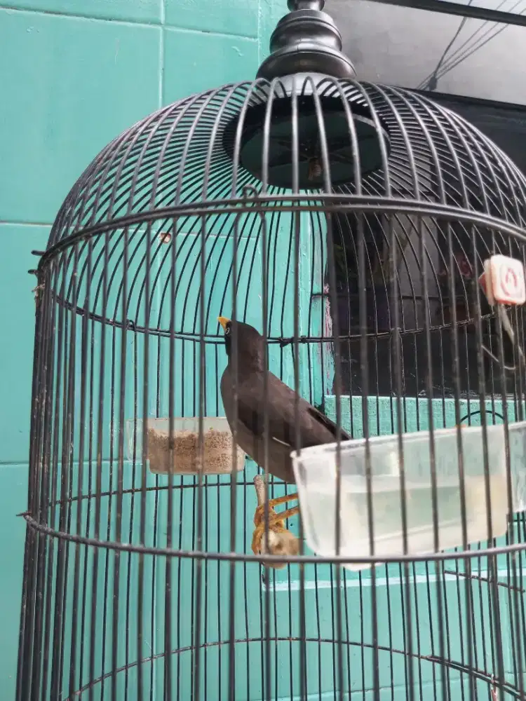 Burung jalak kebo bunyi kadang kadang tapi sering bunyi