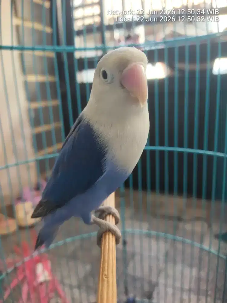 Burung love birt biru mangsi burung saja