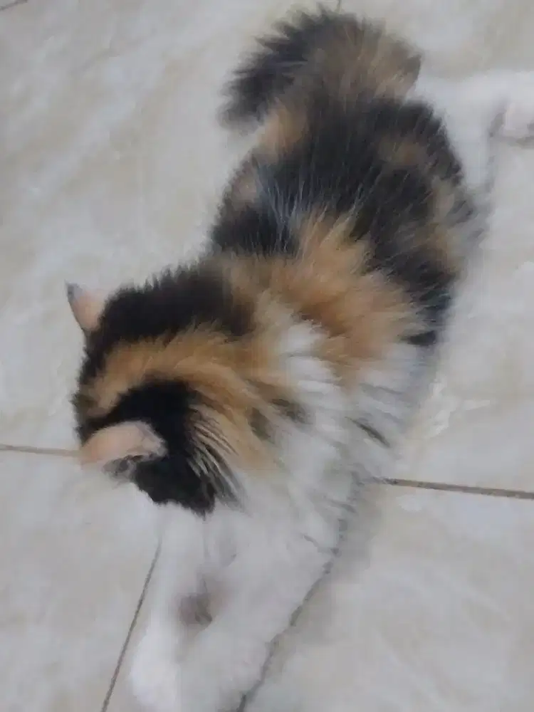 Kitten Persia Calico Betina Usia 2 bulanan